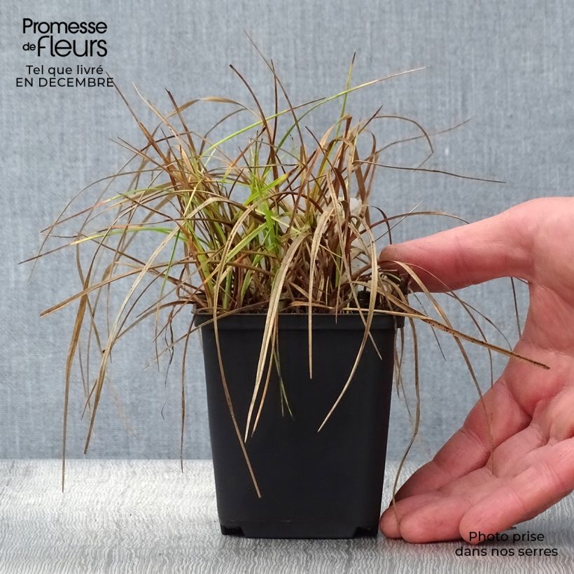 Example of Eriophorum angustifolium - Linaigrette à feuilles étroites Kweekpotje van 8/9 cm as you get in hiver