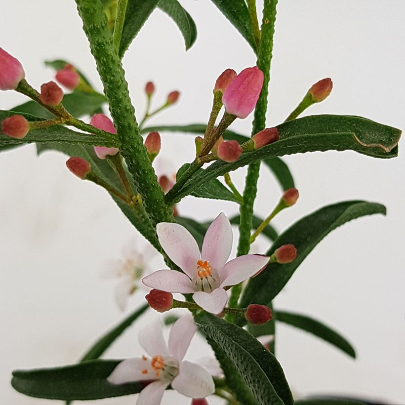 Philotheca myoporoides Flower Girl Pink - Wasbloem (Flowering)