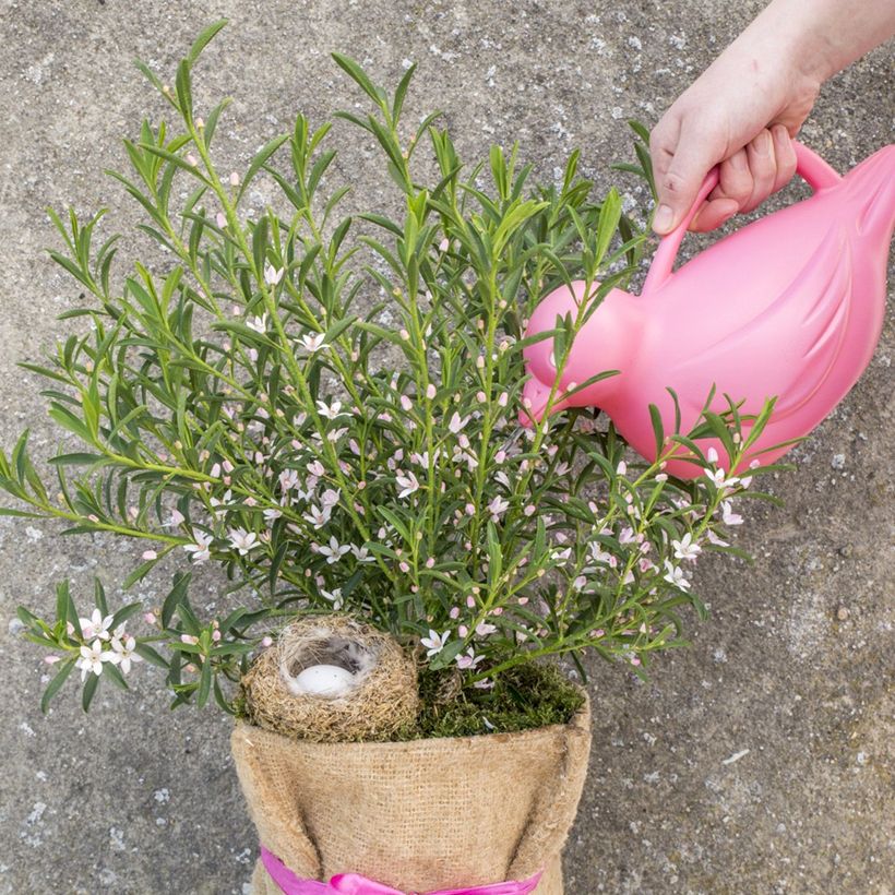 Philotheca myoporoides Flower Girl Pink - Wasbloem (Plant habit)