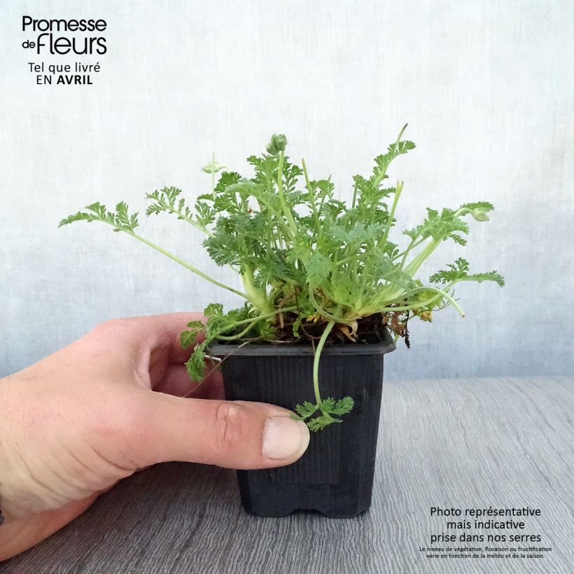 Exemplaar van Erodium Stephanie - Reigersbek Kweekpotje van 8/9 cm zoals geleverd in de lente