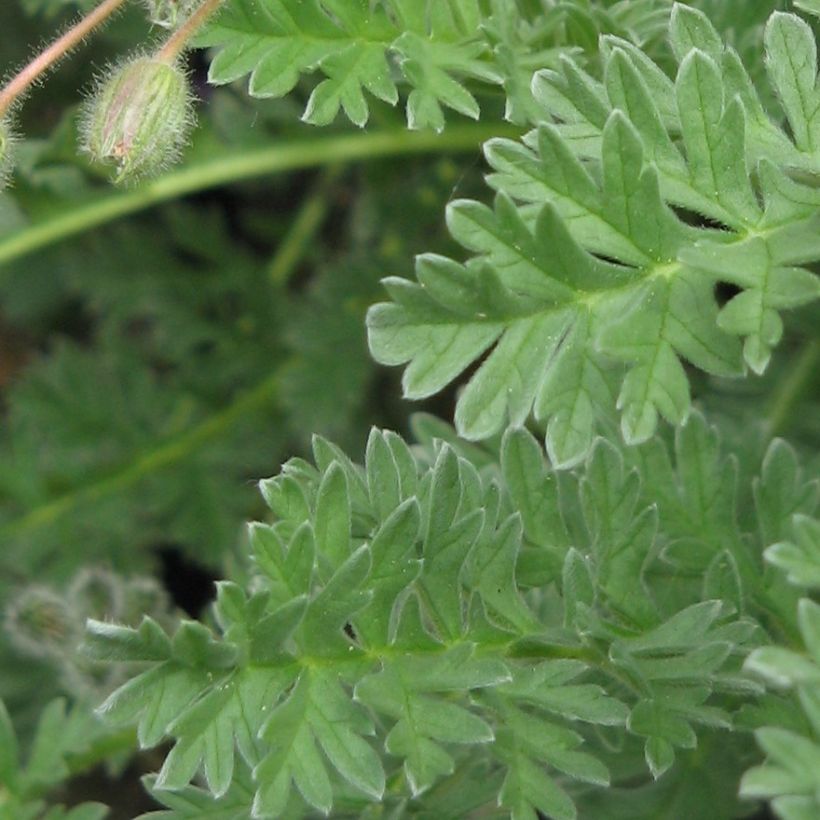 Erodium chrysanthum - Reigersbek (Foliage)