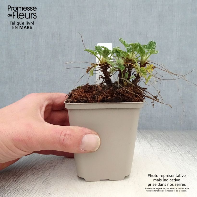 Exemplaar van Erodium chrysanthum - Reigersbek Kweekpotje van 8/9 cm zoals geleverd in de lente