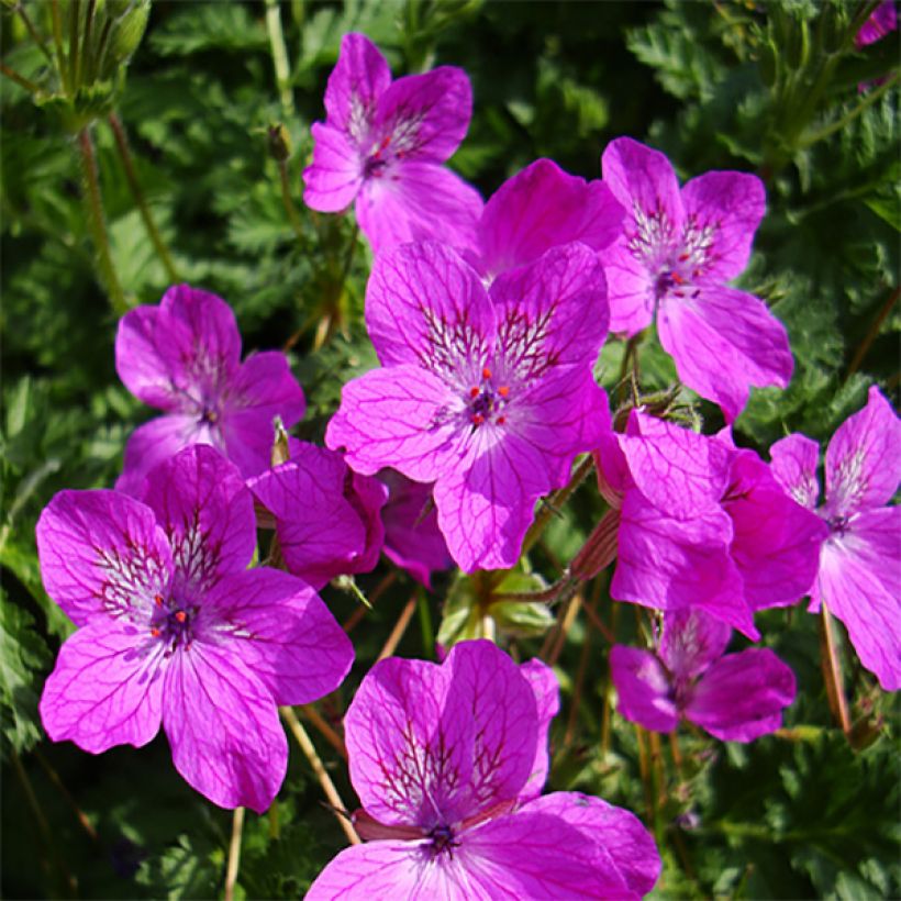 Erodium manescavii - Reigersbek (Flowering)