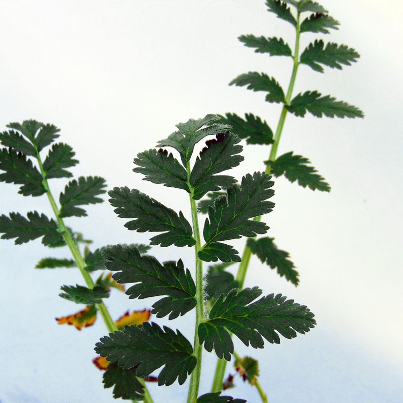 Erodium manescavii - Reigersbek (Foliage)