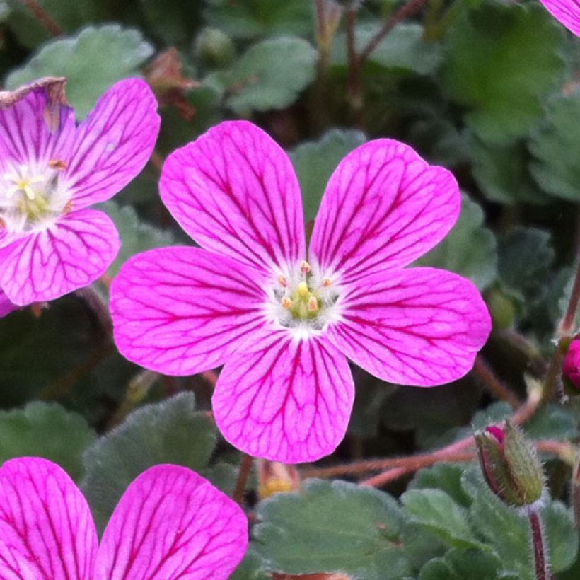 Erodium variabile Bishops Form - Reigersbek (Flowering)
