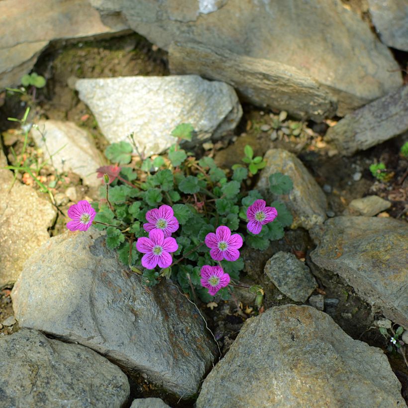 Erodium variabile Bishops Form - Reigersbek (Groeiplaats)