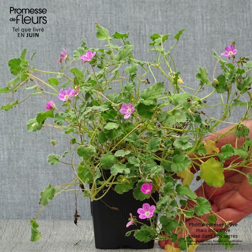 Exemplaar van Erodium variabile Bishops Form - Reigersbek Kweekpotje van 8/9 cm zoals geleverd in de zomer