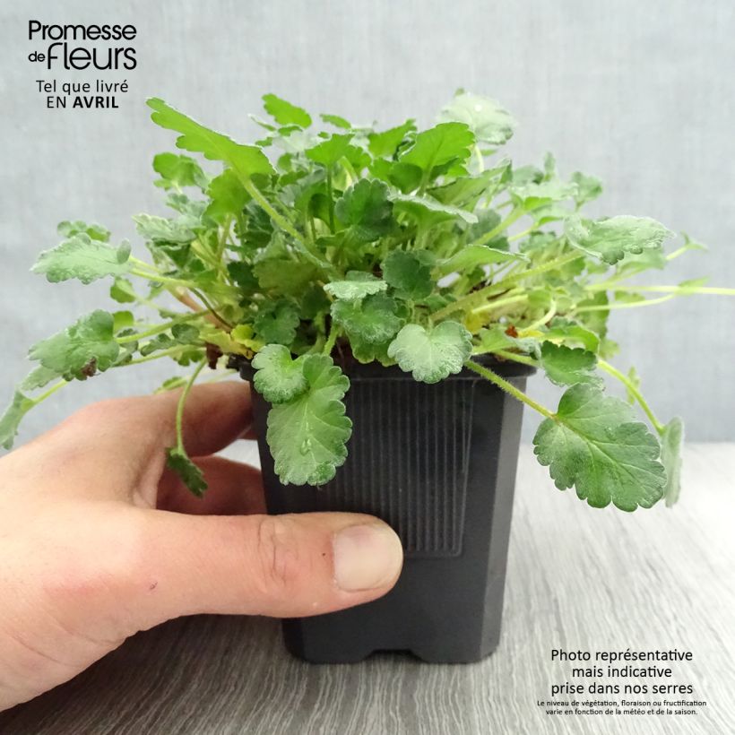 Exemplaar van Erodium variabile Bishops Form - Reigersbek Kweekpotje van 8/9 cm zoals geleverd in de lente