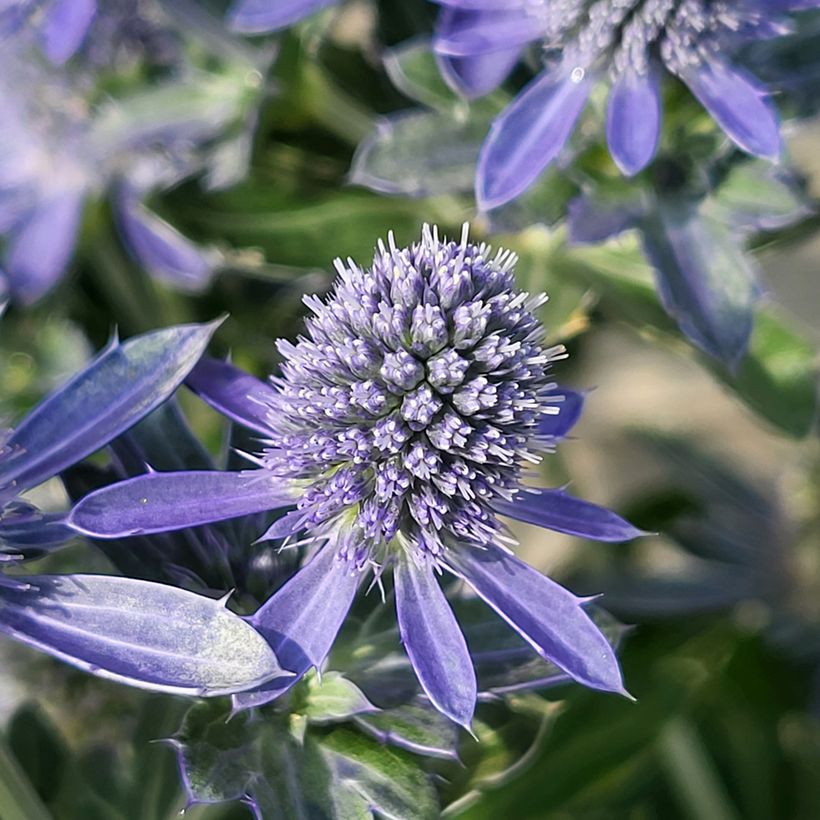 Eryngium planum Grumpy - Vlakke kruisdistel (Flowering)