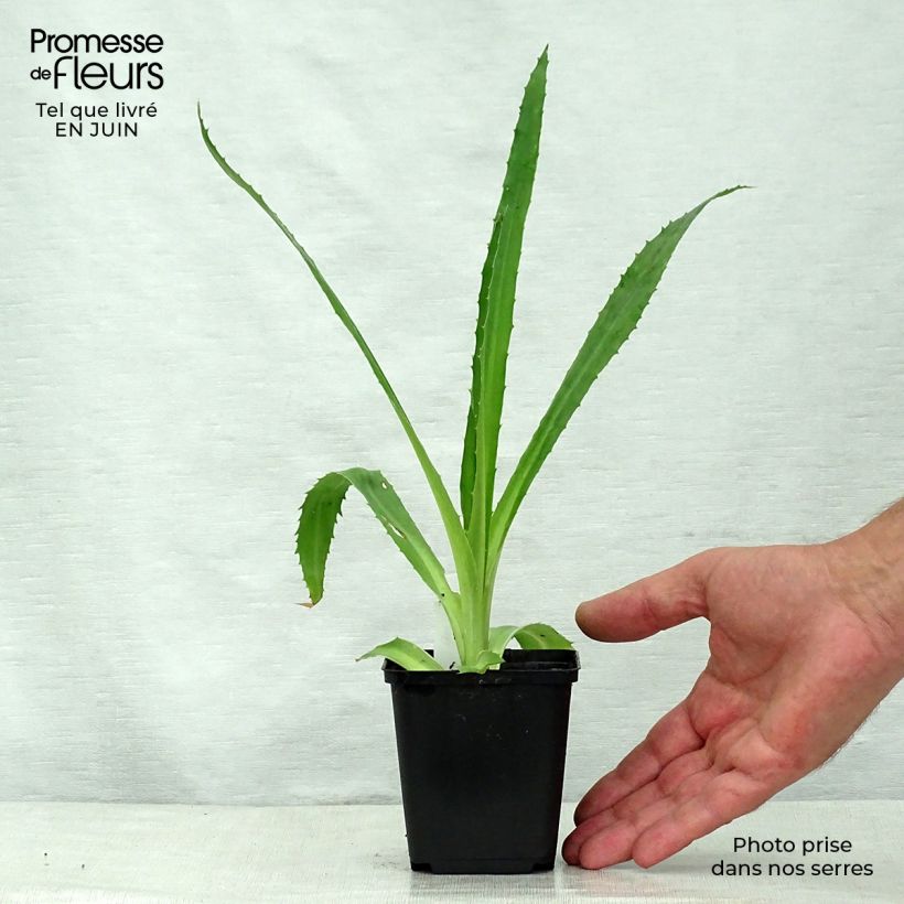 Exemplaar van Eryngium agavifolium - Kruisdistel Kweekpotje van 8/9 cm zoals geleverd in de zomer