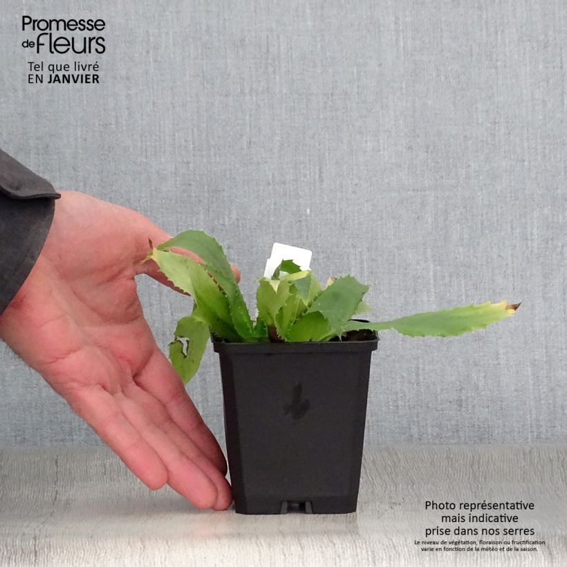 Example of Eryngium agavifolium - Panicaut à feuilles d'Agave Kweekpotje van 8/9 cm as you get in hiver