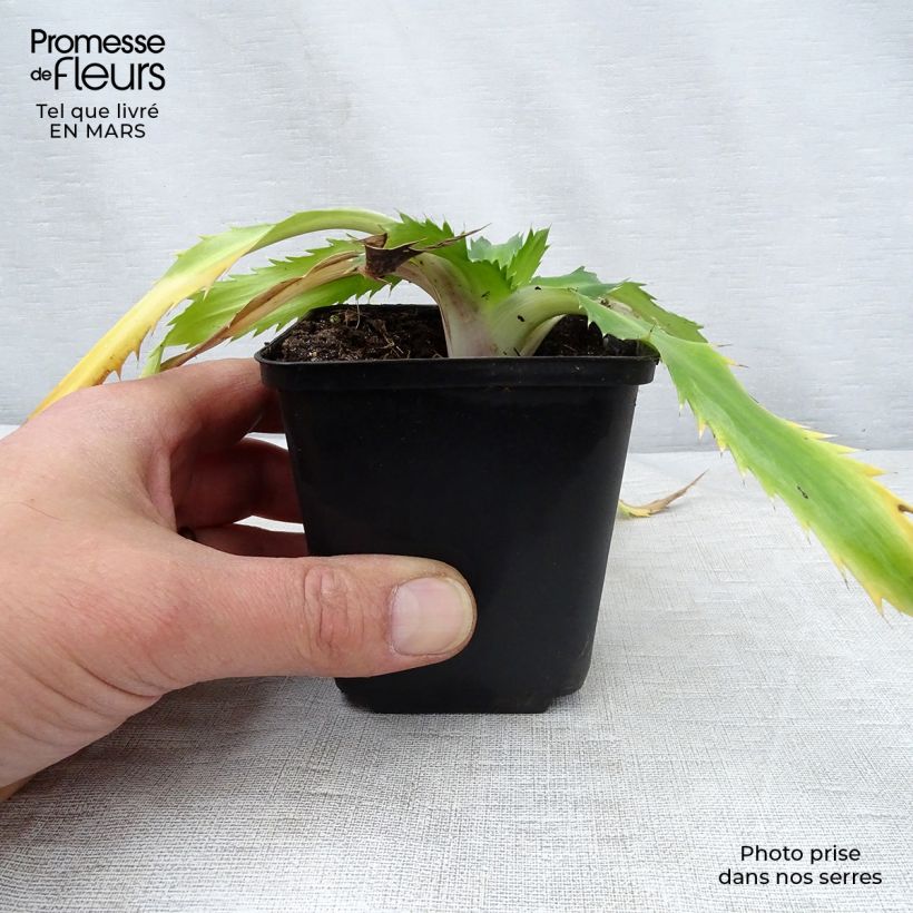 Exemplaar van Eryngium agavifolium - Kruisdistel Kweekpotje van 8/9 cm zoals geleverd in de lente