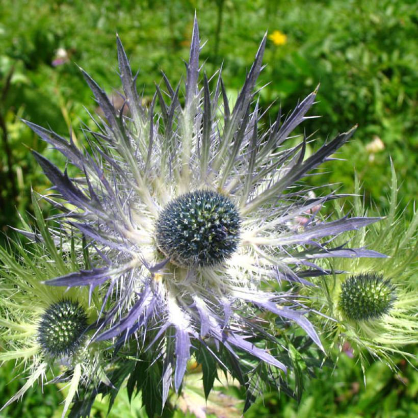 Eryngium alpinum Blue Star - Alpenkruisdistel (Flowering)
