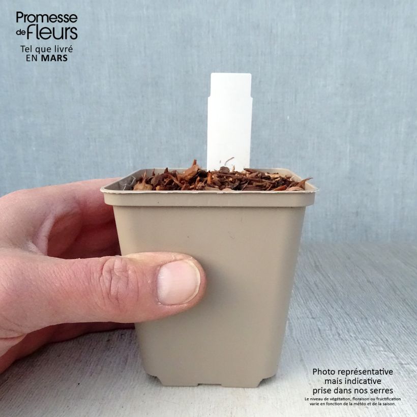 Example of Eryngium alpinum Blue Star - Alpenkruisdistel Kweekpotje van 8/9 cm as you get in printemps