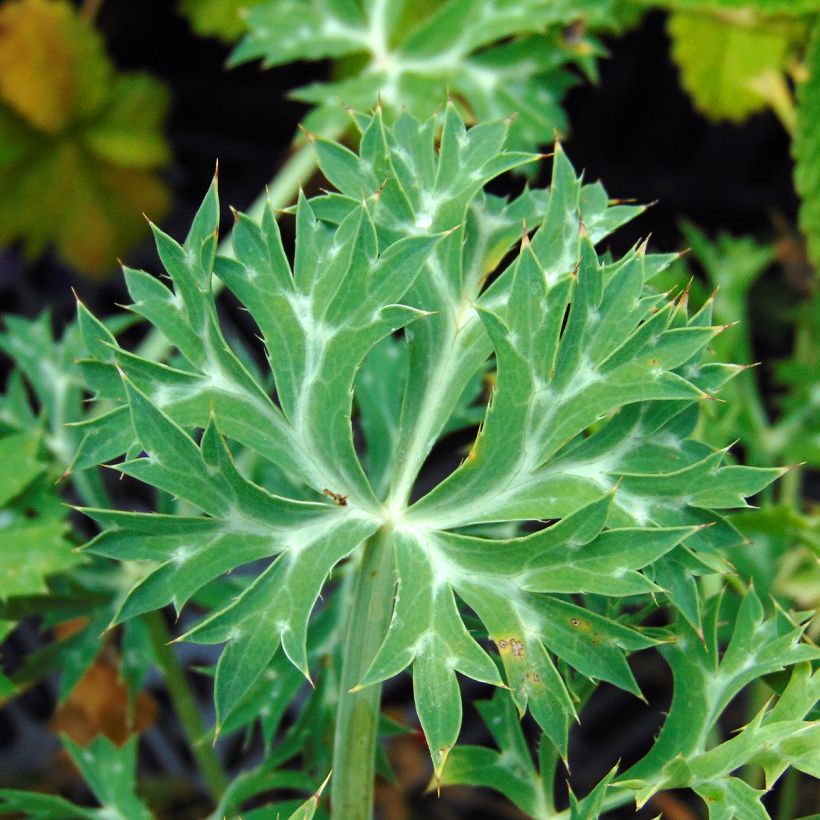 Eryngium bourgatii - Kruisdistel (Foliage)