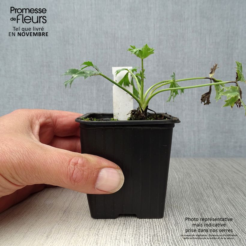 Exemplaar van Eryngium bourgatii - Kruisdistel Kweekpotje van 8/9 cm zoals geleverd in de herfst