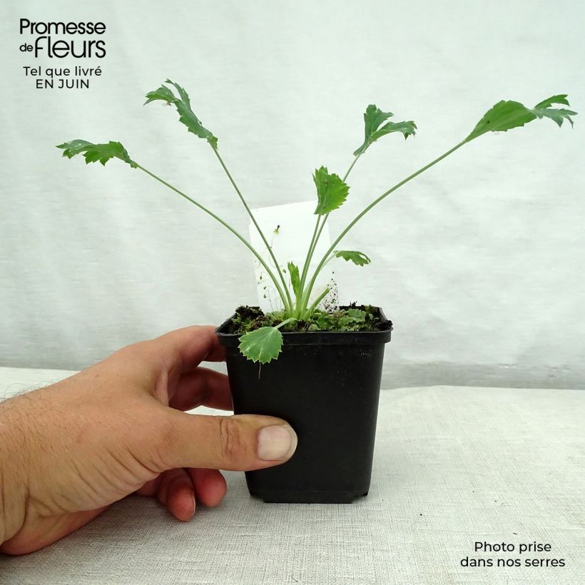 Exemplaar van Eryngium bourgatii - Kruisdistel Kweekpotje van 8/9 cm zoals geleverd in de zomer