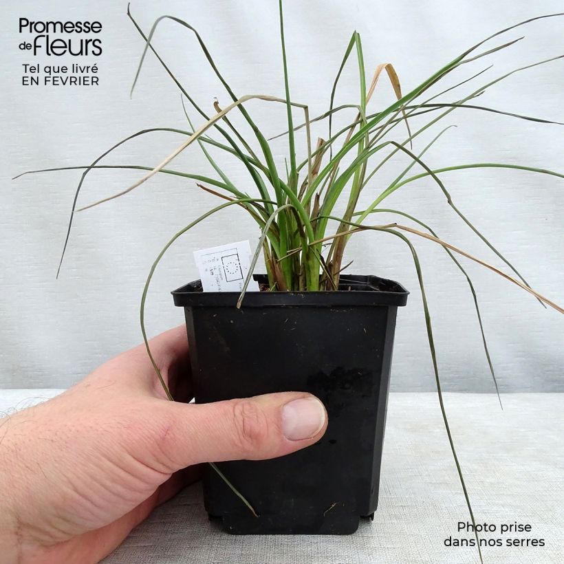Exemplaar van Eryngium ebracteatum var. poterioides - Kruisdistel Pot van 2 l/3 l zoals geleverd in de winter