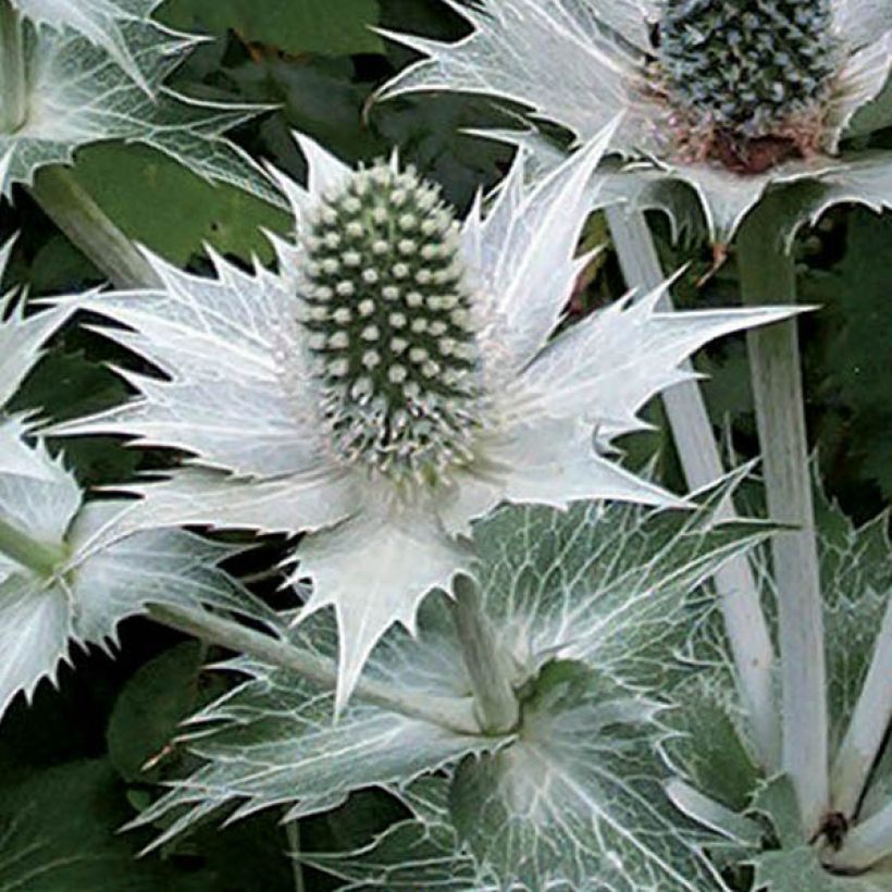 Eryngium giganteum - Ivoordistel (Bloei)