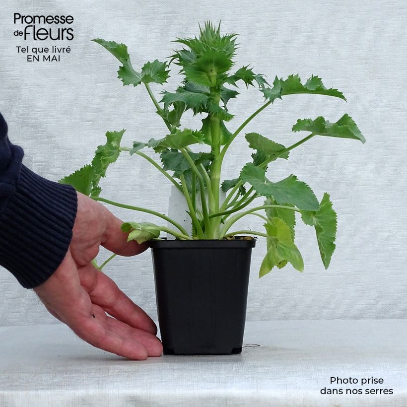 Exemplaar van Eryngium giganteum - Ivoordistel Kweekpotje van 8/9 cm zoals geleverd in de lente