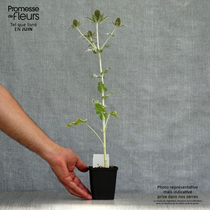 Exemplaar van Eryngium giganteum - Ivoordistel Kweekpotje van 8/9 cm zoals geleverd in de zomer