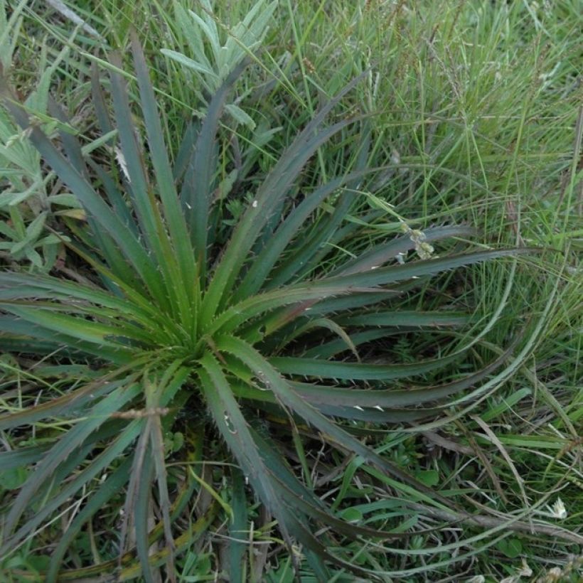Eryngium horridum - Kruisdistel (Groeiplaats)