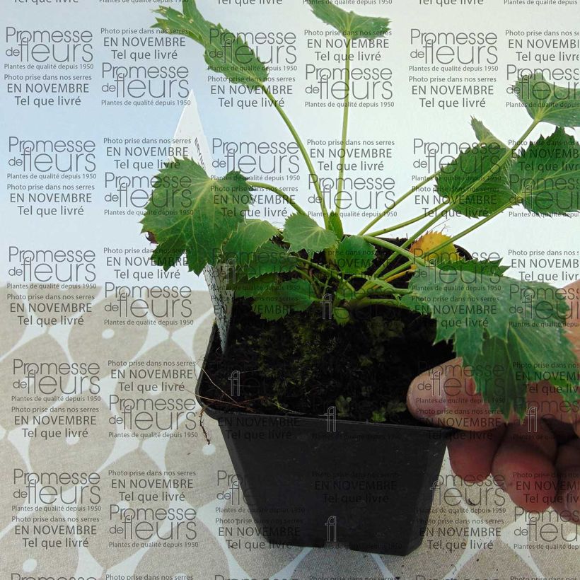 Voorbeeld van een exemplaar van Eryngium oliverianum - Kruisdistel Kweekpotje van 8/9 cm zoals geleverd