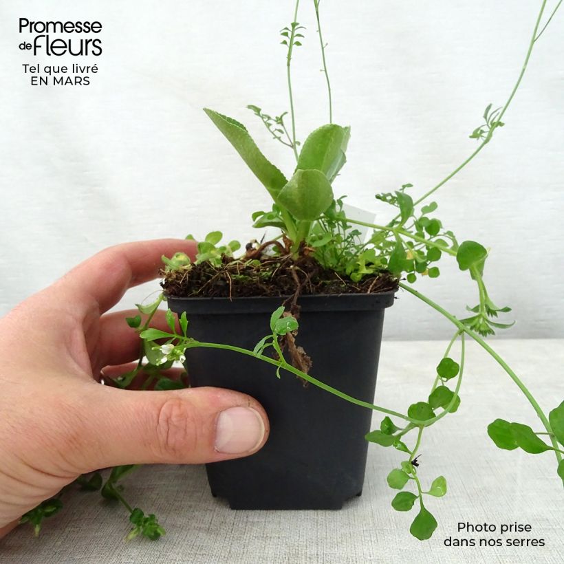 Exemplaar van Eryngium planum Blauer Zwerg - Vlakke kruisdistel Kweekpotje van 8/9 cm zoals geleverd in de lente