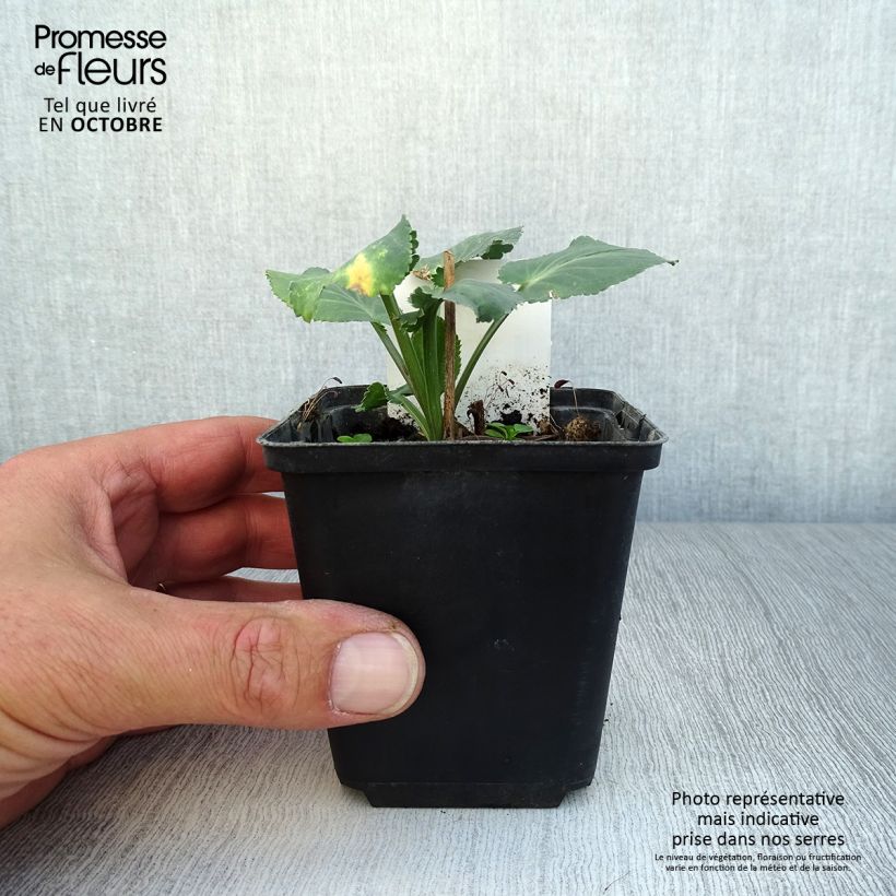 Exemplaar van Eryngium planum Blauer Zwerg - Vlakke kruisdistel Kweekpotje van 8/9 cm zoals geleverd in de herfst