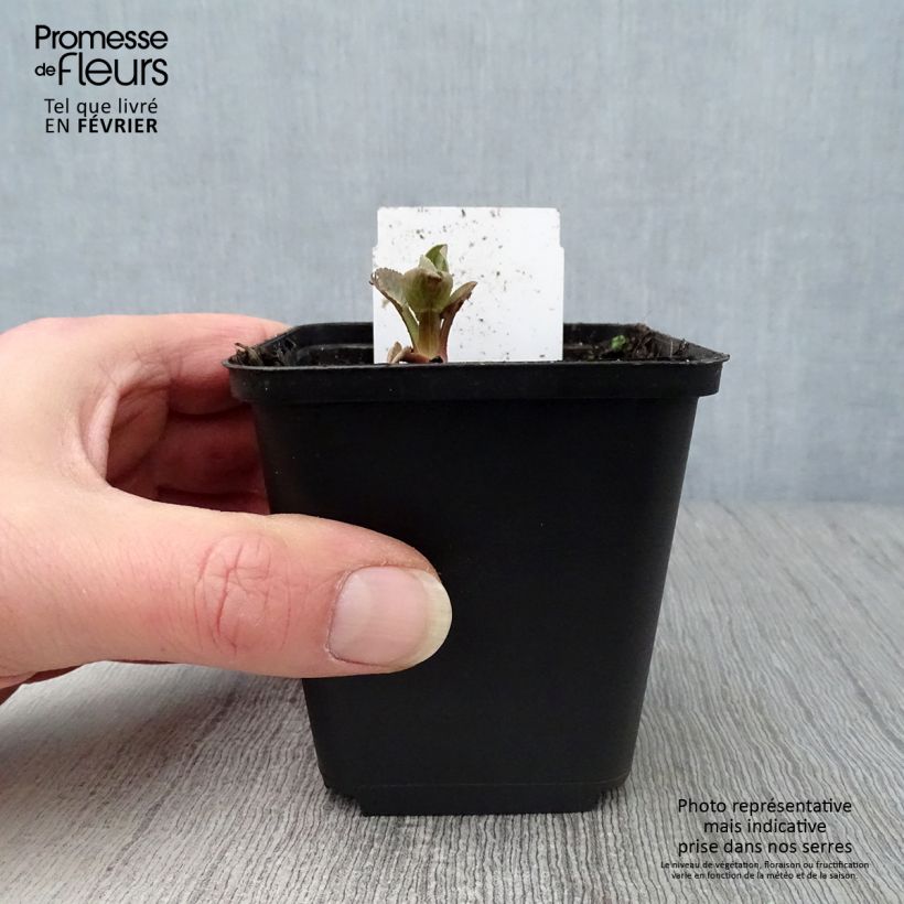 Example of Eryngium planum Blauer Zwerg - Panicaut à feuilles planes Kweekpotje van 8/9 cm as you get in hiver