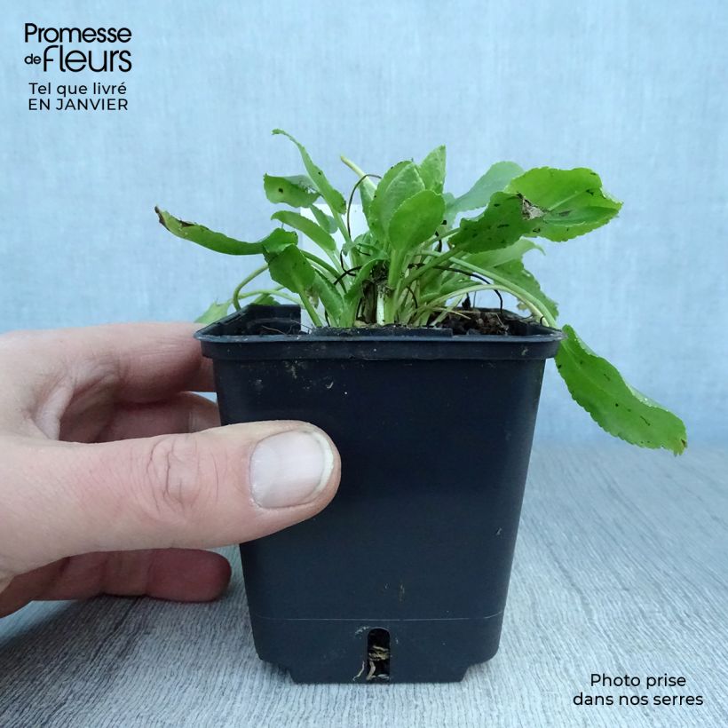 Example of Eryngium planum Blue Hobbit Kweekpotje van 8/9 cm as you get in hiver