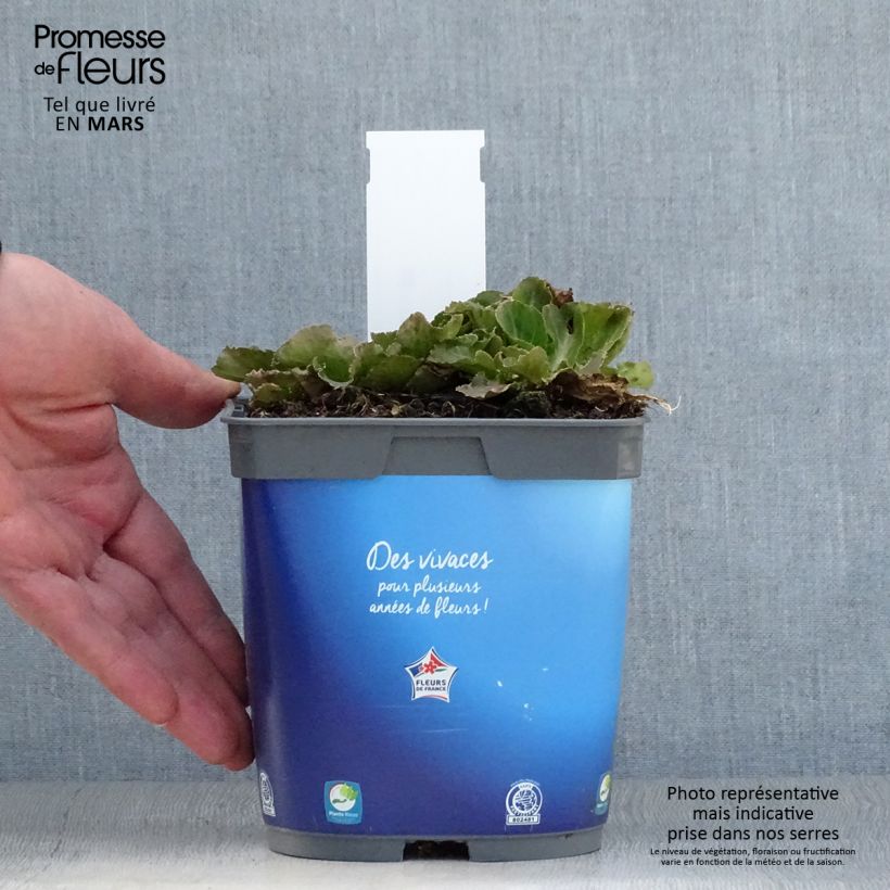 Exemplaar van Eryngium planum Blue Hobbit - Vlakke kruisdistel Pot van 2 l/3 l zoals geleverd in de lente