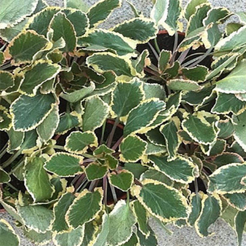 Eryngium planum Jade Frost - Vlakke kruisdistel (Foliage)