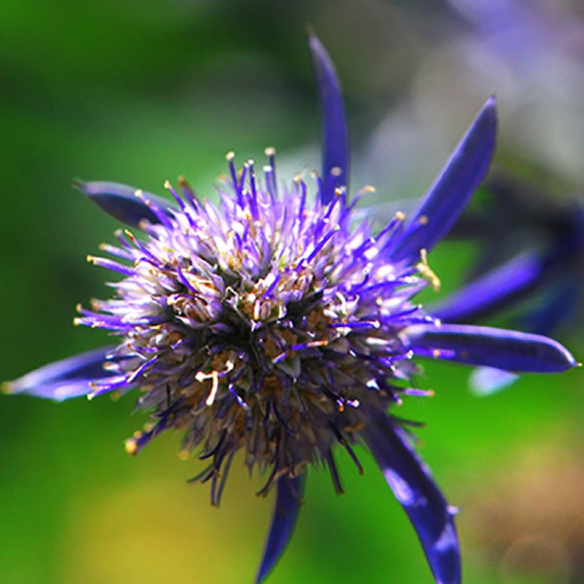 Eryngium planum Jade Frost - Vlakke kruisdistel (Flowering)