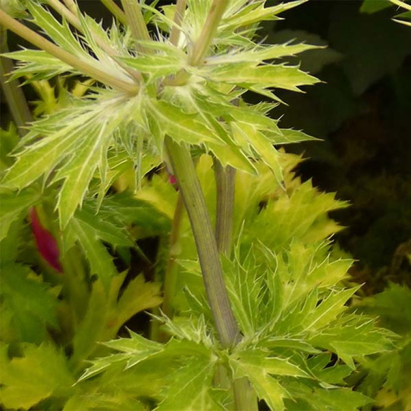Eryngium planum Neptune's Gold - Vlakke kruisdistel (Foliage)