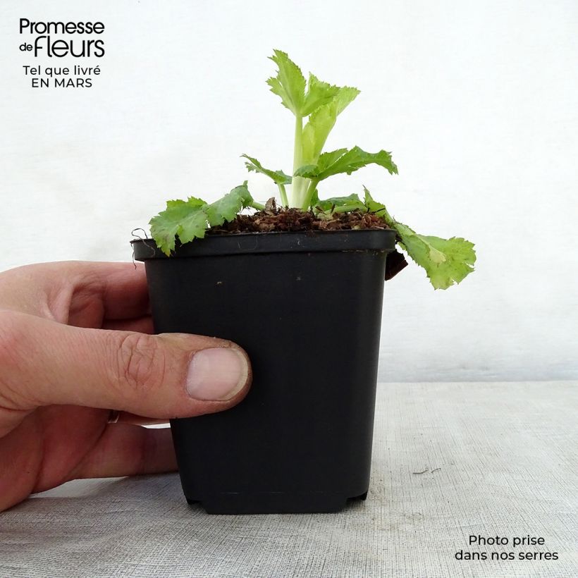 Exemplaar van Eryngium planum Neptune's Gold - Vlakke kruisdistel Kweekpotje van 8/9 cm zoals geleverd in de lente