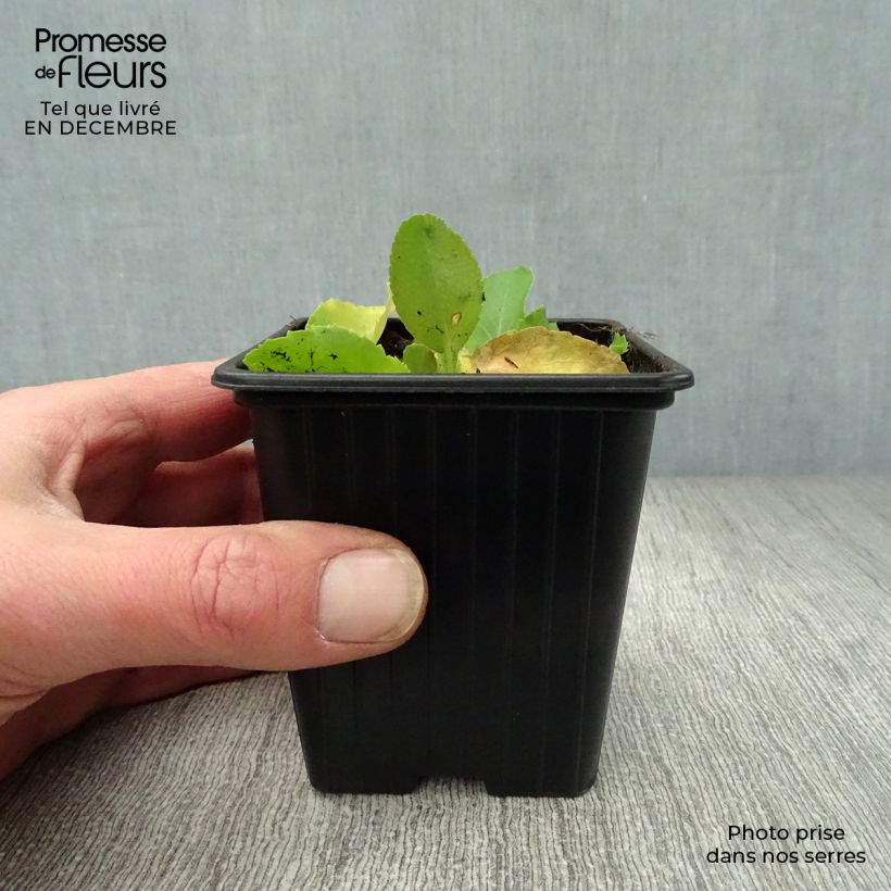 Example of Eryngium planum Neptune's Gold - Panicaut Kweekpotje van 8/9 cm as you get in hiver