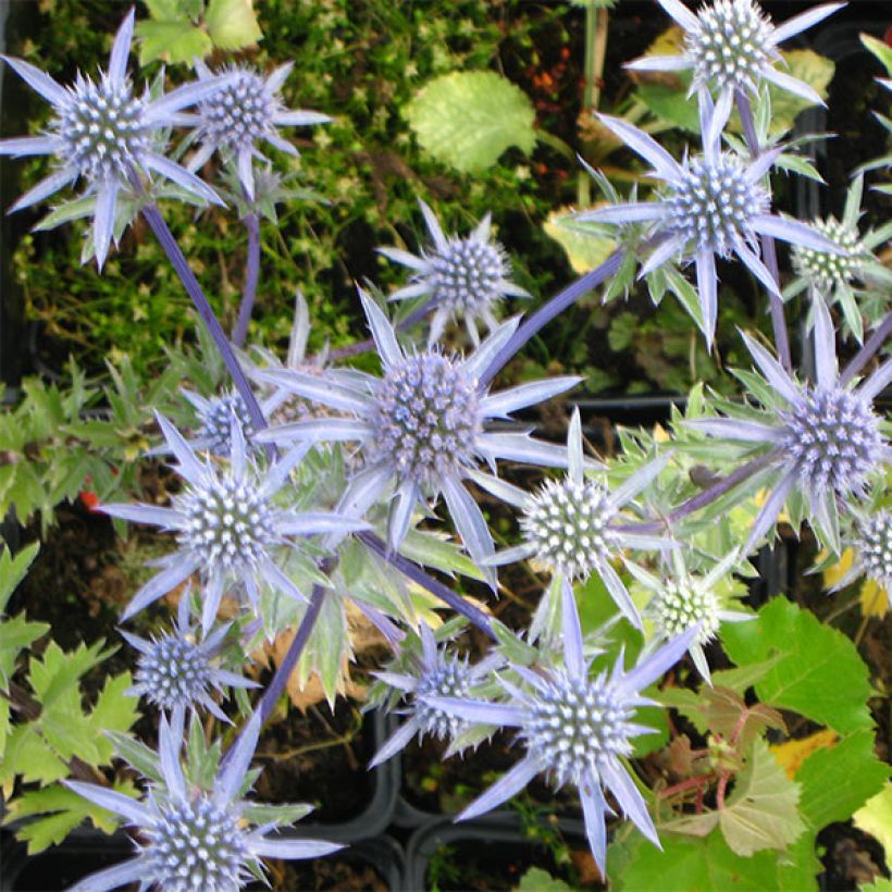 Eryngium tripartitum - Kruisdistel (Flowering)