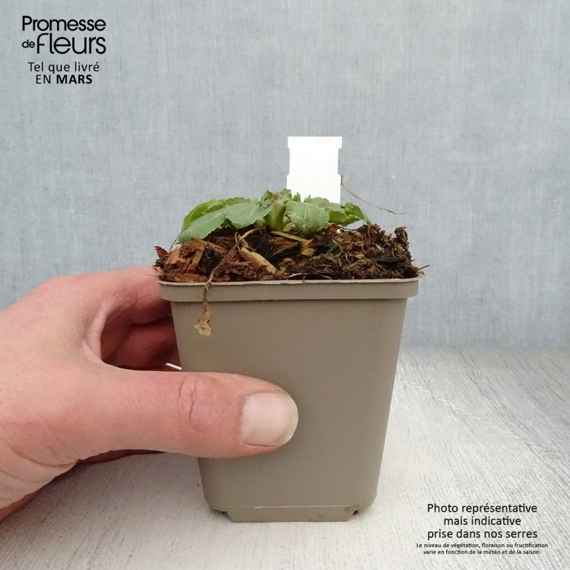 Exemplaar van Eryngium tripartitum - Kruisdistel Kweekpotje van 8/9 cm zoals geleverd in de lente