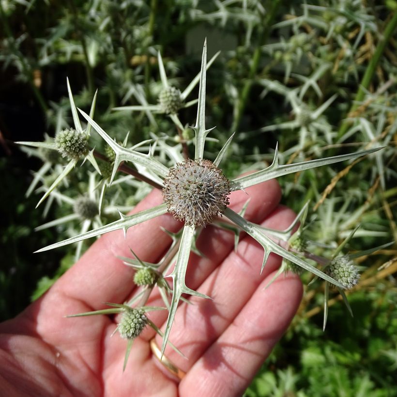 Eryngium variifolium - Kruisdistel (Flowering)
