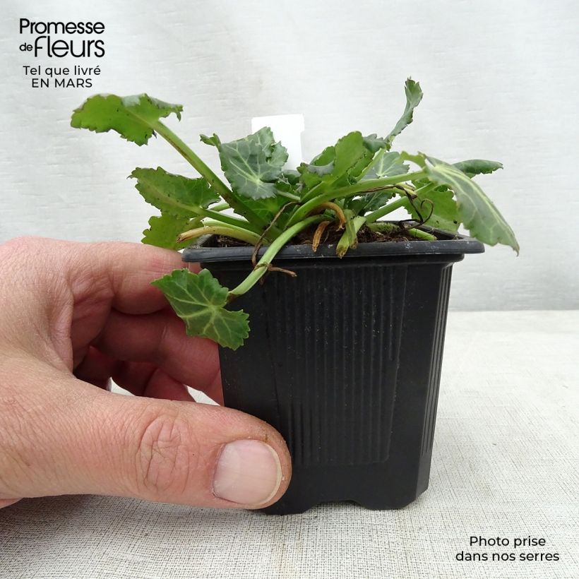 Exemplaar van Eryngium variifolium - Kruisdistel Kweekpotje van 8/9 cm zoals geleverd in de lente