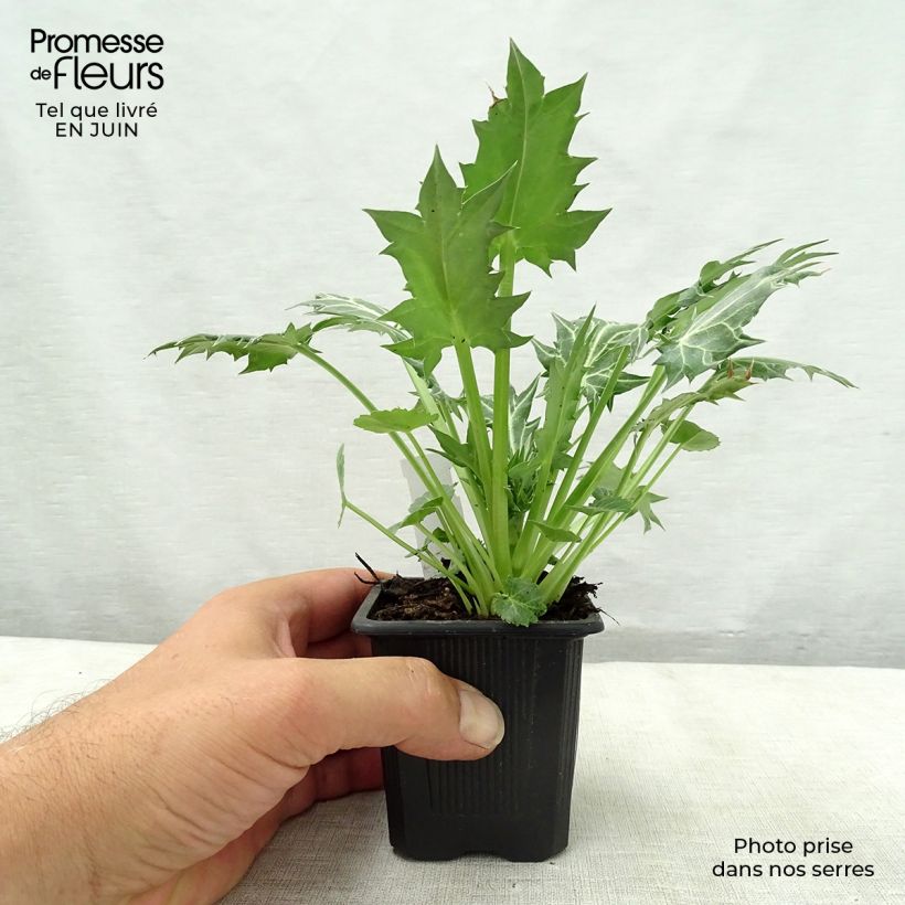Exemplaar van Eryngium variifolium - Kruisdistel Kweekpotje van 8/9 cm zoals geleverd in de zomer