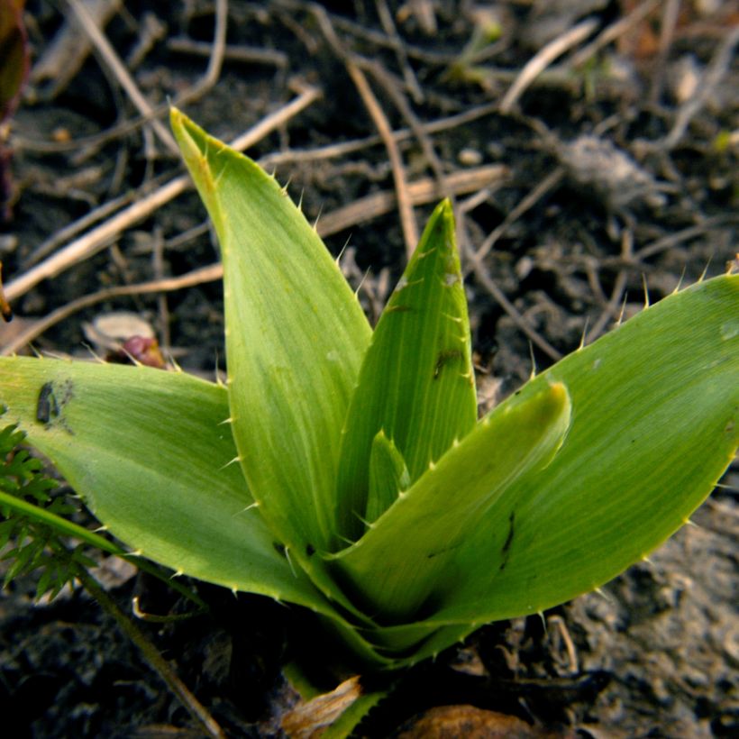 Eryngium yuccifolium - Yuccabladige kruisdistel (Foliage)