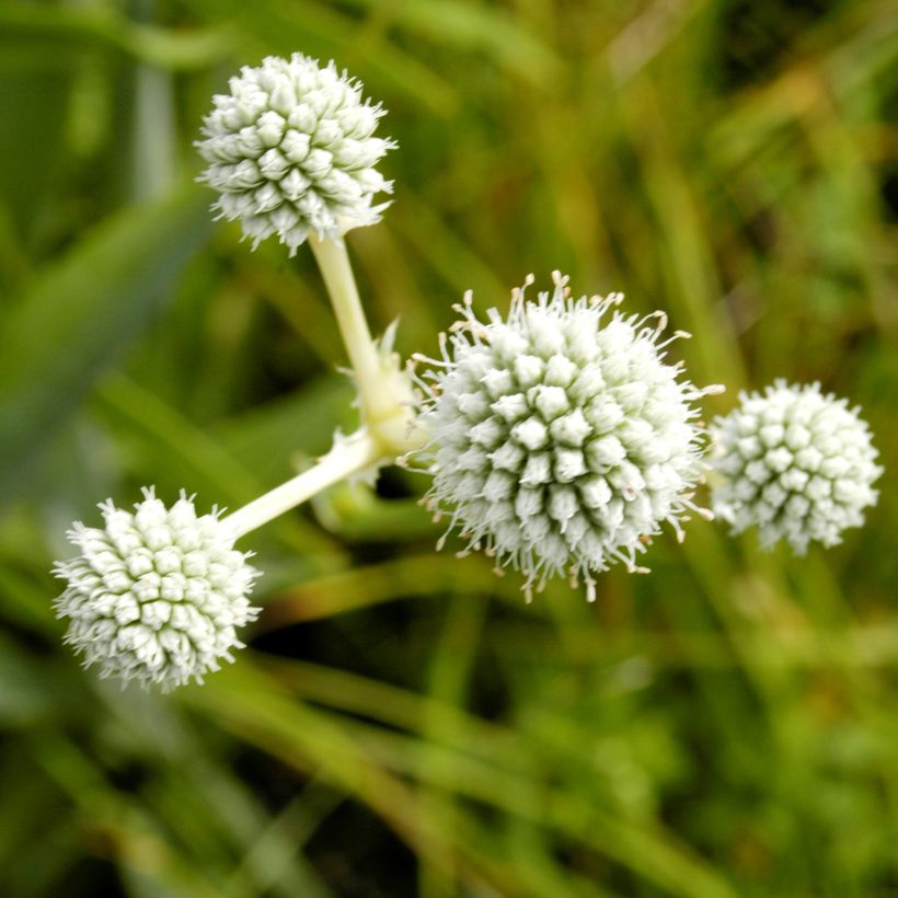 Eryngium yuccifolium - Yuccabladige kruisdistel (Flowering)