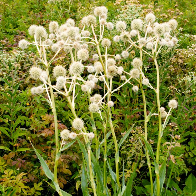 Eryngium yuccifolium - Yuccabladige kruisdistel (Plant habit)