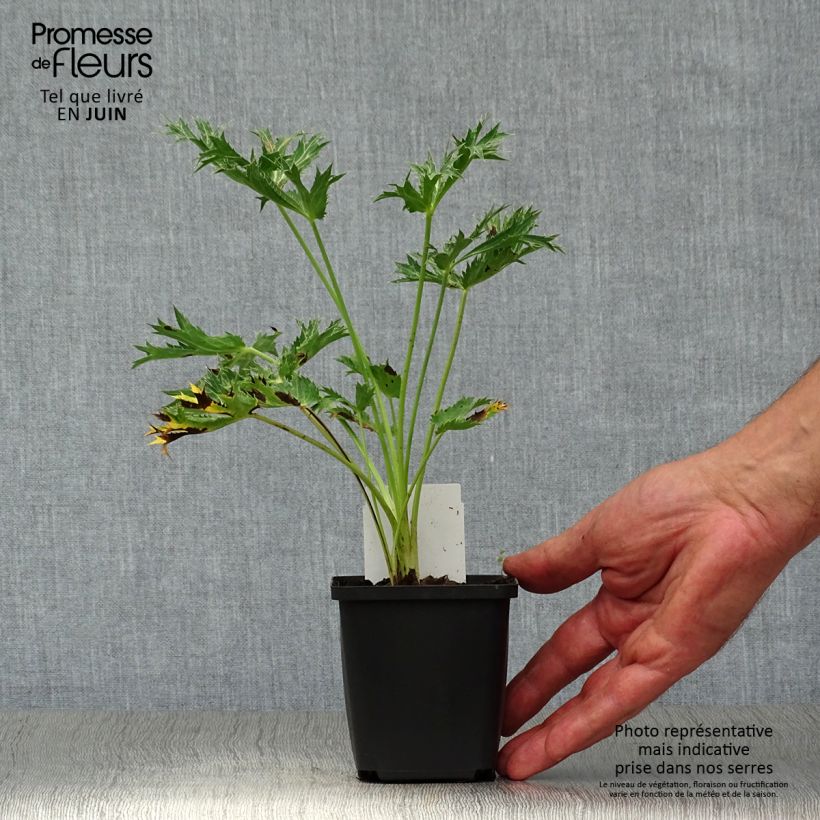 Exemplaar van Eryngium zabelii Big Blue - Kruisdistel Kweekpotje van 8/9 cm zoals geleverd in de zomer