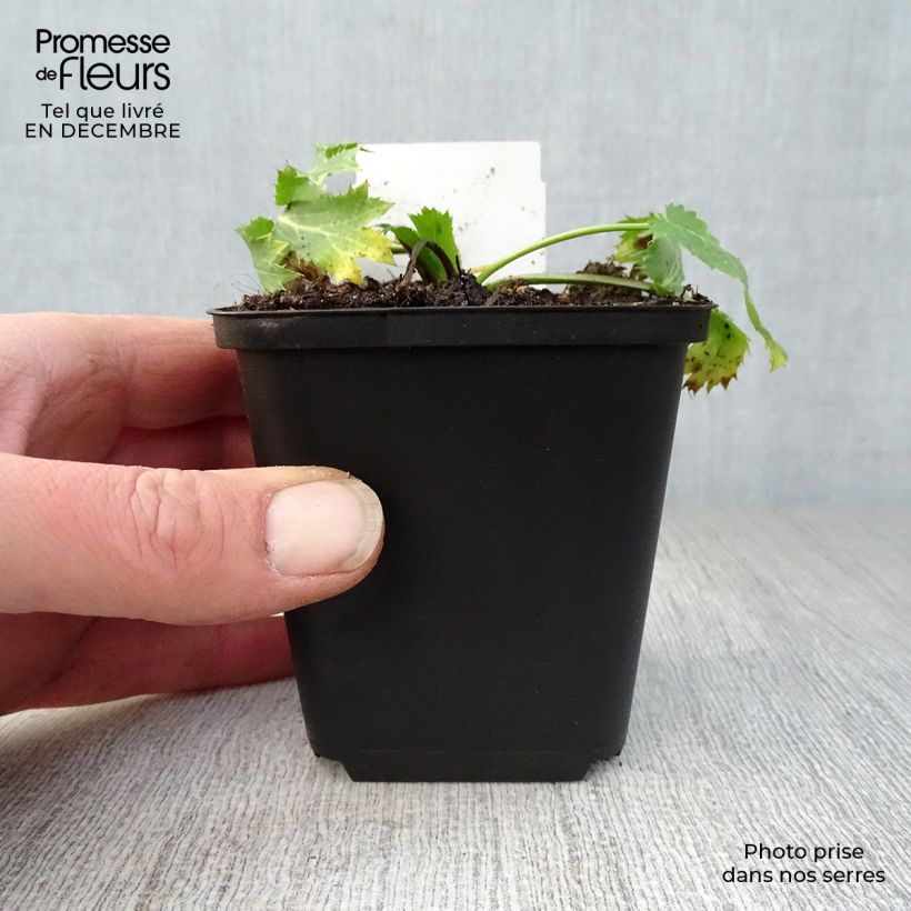 Example of Eryngium zabelii Big Blue - Panicaut Kweekpotje van 8/9 cm as you get in hiver