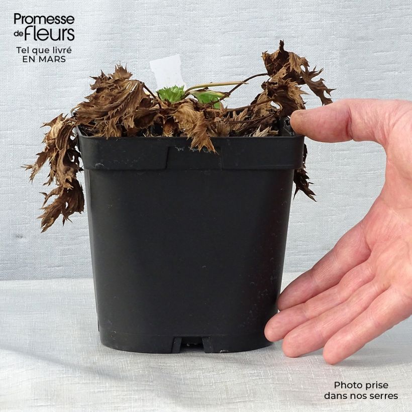 Exemplaar van Eryngium zabelii Big Blue - Kruisdistel Pot van 2 l/3 l zoals geleverd in de lente