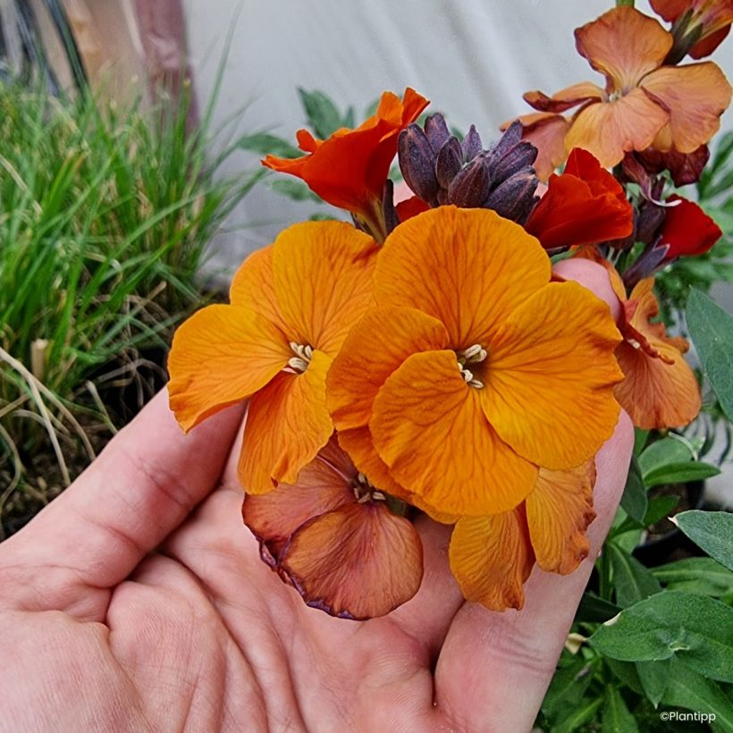 Erysimum cheiri Colour Vibe Orange – Muurbloem (Flowering)