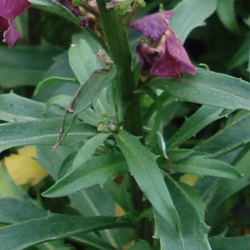 Erysimum Constant Cheer – Muurbloem (Foliage)